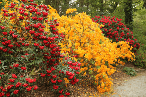 Jardins du mont Congreve, galerie Co Waterford